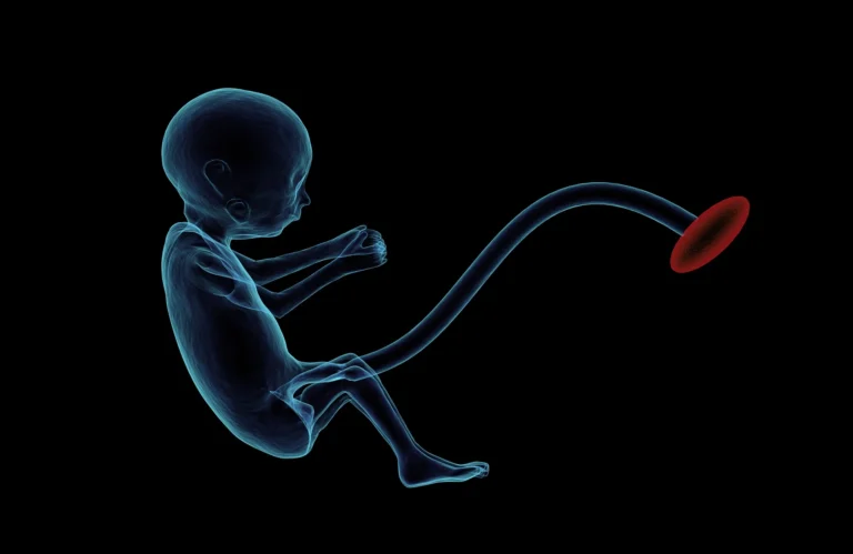 Placenta: Formation, Structure, Functions, and Diseases placenta